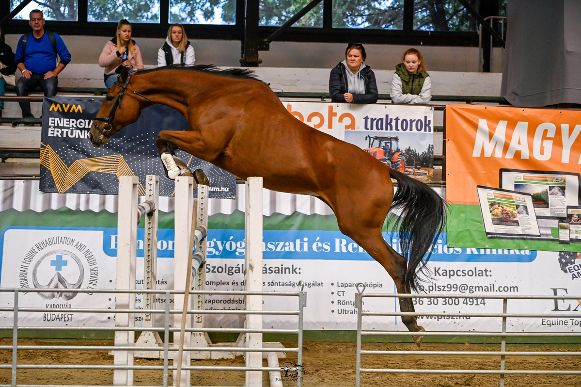 Roven Aurora a szabadonugróban
